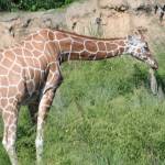 Vicente Rice Profile Picture