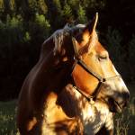 Zander Bergstrom Profile Picture